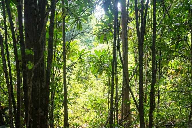 Kirirom National Park Private Day Tour from Phnom Penh - Kirirom National Park views: driving up to the 675-meter perspective