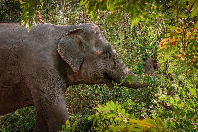 Kulen Elephant Forest Siem Reap in Small Group - Key things I’d circle on your map