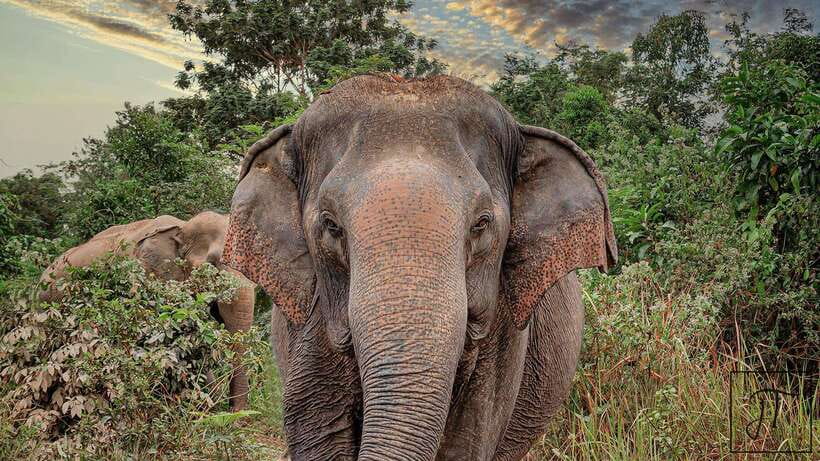 Kulen Elephant Forest Siem Reap in Small Group - The ride out of Siem Reap, and why it matters