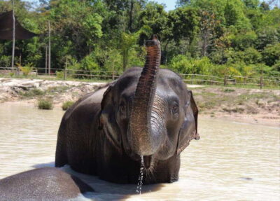 Kulen Elephant Forest Siem Reap in Small Group