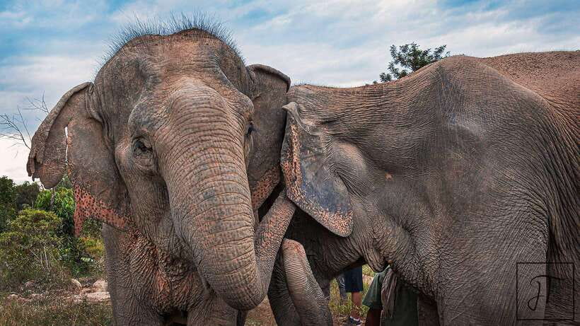 Kulen Elephant Forest Siem Reap in Small Group - Enrichment by the pond, and how handlers fit in