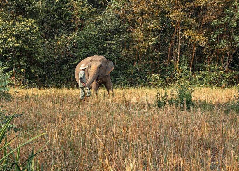 Kulen Elephant Forest Siem Reap in Small Group - Ethics and elephant retirement, what to look for