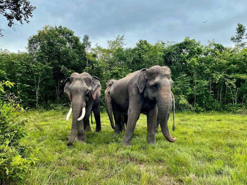 Kulen Elephant Forest Siem Reap in Small Group - What to bring, and what to skip