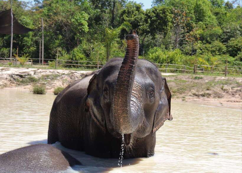 Kulen Elephant Forest Siem Reap in Small Group - Snack-making and elephant meet and greet up close