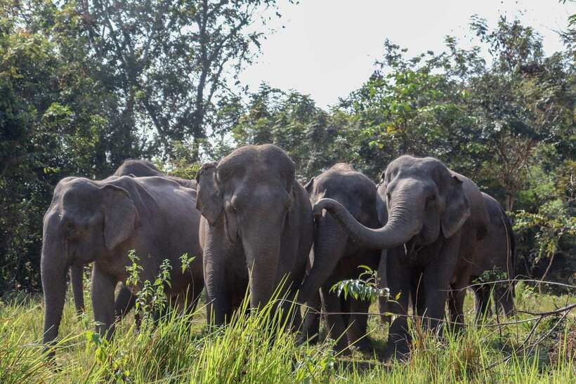 Kulen Elephant Forest & Tonlesap Lake - Quick hits to plan around