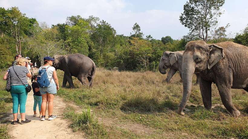 Kulen Elephant Forest & Tonlesap Lake - Meeting retired elephants in their habitat, not a circus routine
