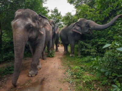 Kulen Elephant Forest Tour with Hotel Pick-up & Drop off