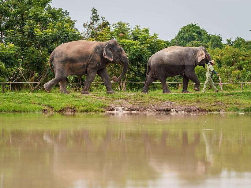 Kulen Elephant Forest Tour with Hotel Pick-up & Drop off - Feeding, patting, and making elephant food