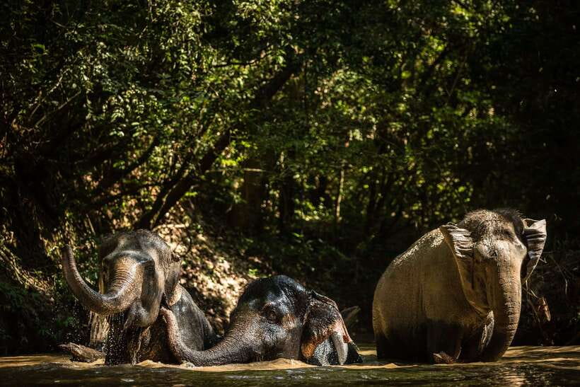 Kulen Mountain Day Trip with Picnic & Kulen Elephant Forest - From Siem Reap to Phnom Kulen, why the early start matters