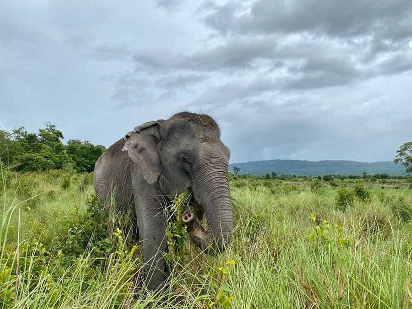 Kulen Mountain Day Trip with Picnic & Kulen Elephant Forest - Kulen Elephant Forest at 13:00, the sanctuary feel and the guided walk