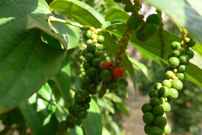 La Plantation tour (discovering Kampot Pepper) + Lunch - Key highlights you will feel right away