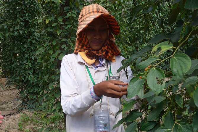 La Plantation tour (discovering Kampot Pepper) + Lunch - La Plantation: your pepper stop between Kampot and Kep