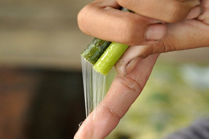 Lotus Silk Farm: Discover Learn and Experiment the Lotus Flower - The lotus tea welcome: why this first hour matters