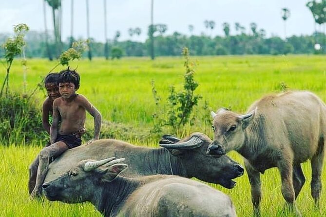 Morning Tour,Ak Phnom temple,Rice wine,Rice Paper, killing Field - Who this tour suits best, and who should think twice