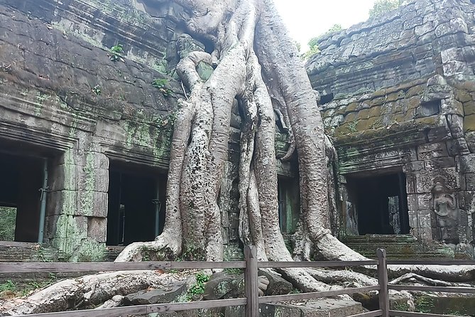 One day Angkor temple tour with private driver - Ta Prohm jungle temple: the Tomb Raider look, plus what you are seeing