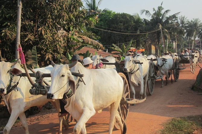 Ox-cart Culture Tour, Countryside Experince in Siem Reap - Stilt houses, daily routines, and the cultural bits people often skip