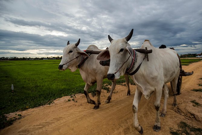 Ox Cart Ride of Rural Cambodia - Getting there from Siem Reap: remork pickup and meal timing