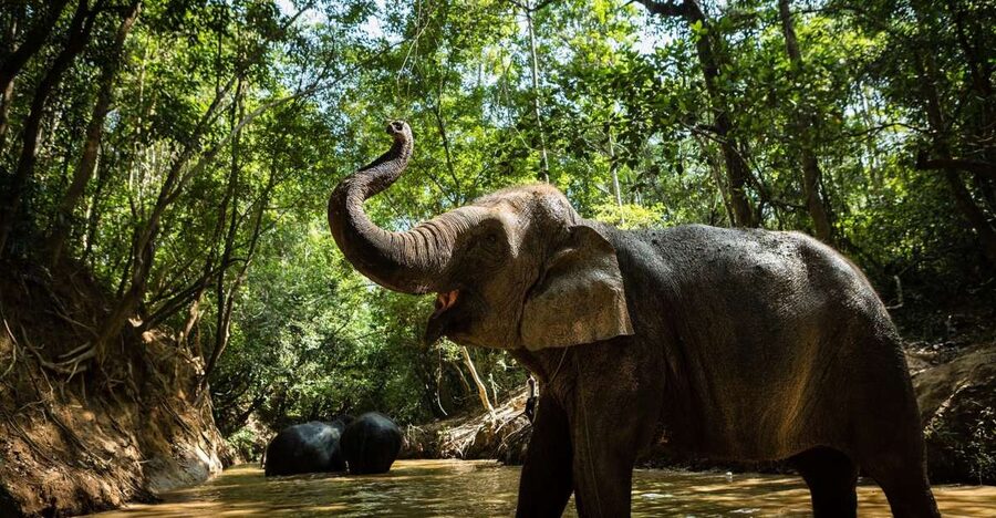 Phnom Kulen Park: Tour with Elephant Forest from Siem Reap - Who This Tour Suits Best