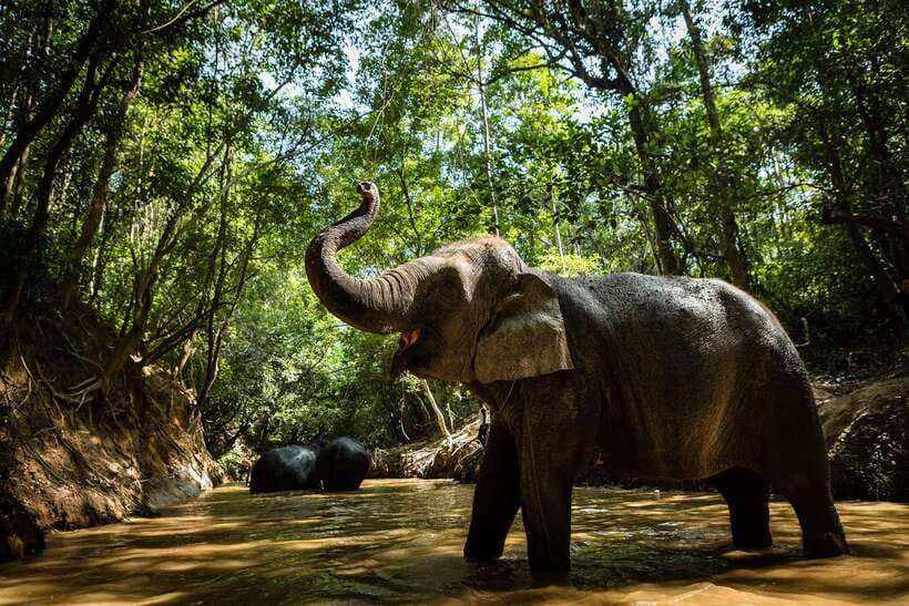 Phnom Kulen Park: Tour with Elephant Forest from Siem Reap - Morning Pickup, Rural Villages, and Why It Feels Local