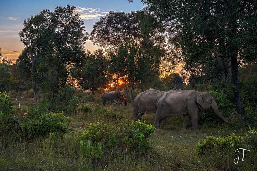 Phnom Kulen Park: Tour with Elephant Forest from Siem Reap - Guides and Drivers: The Difference Between Seeing and Understanding