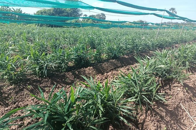 Phnom Penh Countryside Cycle Tour - Mango, rice, and herbs: how the route shows food systems in motion