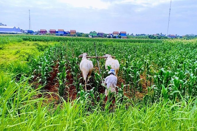 Phnom Penh Countryside Cycle Tour - Crossing the Mekong on a local ferry, then rolling into farm country