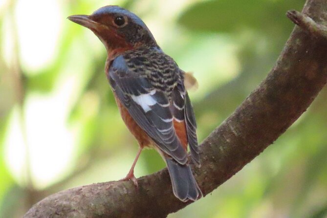 Phnom Penh & Kirirom National Park Birds Tour - Key Things That Make This Bird Tour Worth It