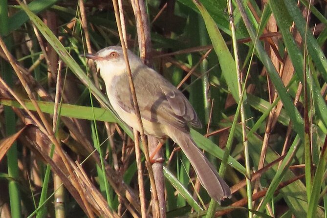 Phnom Penh & Kirirom National Park Birds Tour - Day 1: Mekong Ferry to Chambok, Lotus Fields, and Rice-Paddy Birding