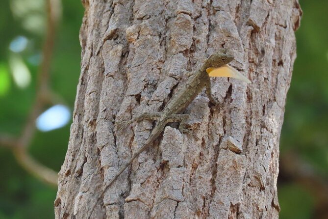 Phnom Penh & Kirirom National Park Birds Tour - Overnight at Chambok Community Based Ecotourism (Plus the One Fee You Should Know)