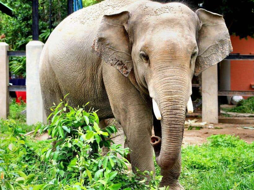 Phnom Tamao Wildlife Center & Buddha Kiri Cambodia Day Tour - Tamao Mountain, A Guided Walk and Time to Breathe