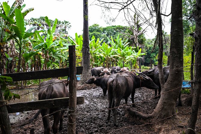 Private Angkor Sunrise Bike Tour Supported By Minivan - Stop 4, Ta Prohm: trees on galleries and a Khmer lunch break