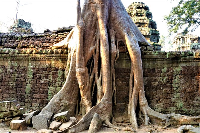 Private Angkor Temples Walking Tour from Siem Reap - Ta Prohm: the jungle temple feel with time to wander