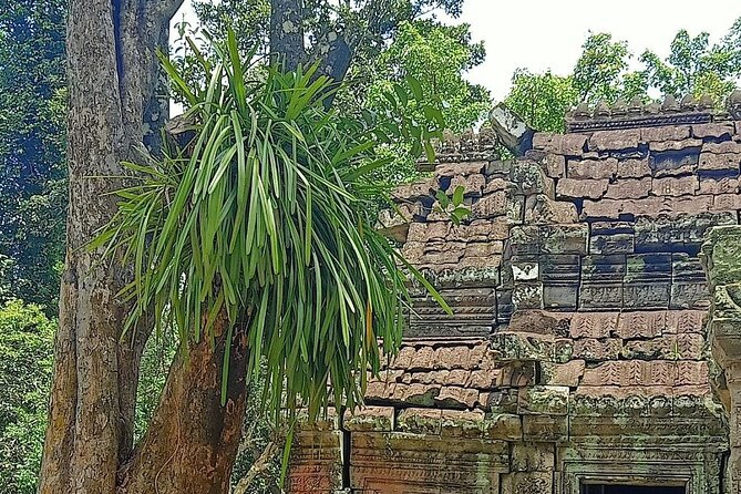 Private Angkor Wat Guided Sunset Tour - Ta Phrom and the Jungle Mood: Temple Time With Room to Breathe