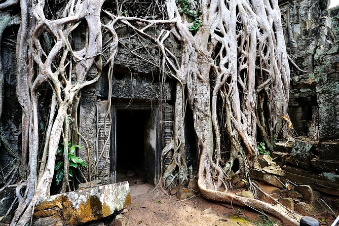 Private Temples Guided Tour (Angkor Wat, Ta Prom & Angkor Thom) - Ta Prohm: the temple people come back for