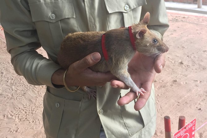 Private Tour: HERO Rats & Angkor National Museum - Wat Thmei killing field memorial: short, free, and not easy