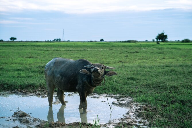 Quad Bike Ride Explore the Countryside - Quad Bikes Beyond Siem Reap, What This 1-Hour Adventure Really Delivers