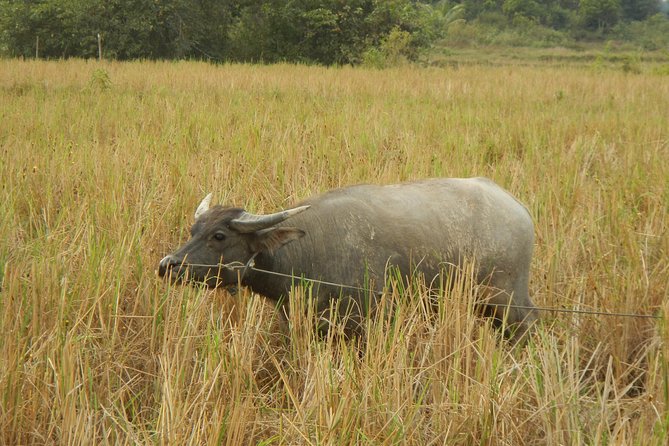 Rice Fields & Rural Villages Tour - Tonle Sap water birds: a wildlife angle on a bike day