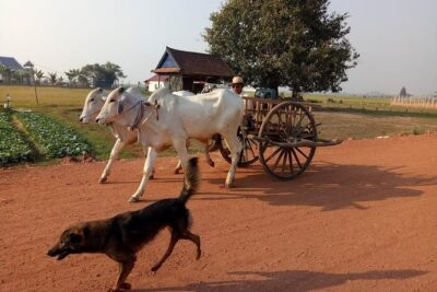 Rice Fields & Rural Villages Tour