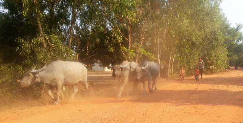 Siem Reap: 3-Hour Ancient Trails Motorbike Tour - The ride itself: what the countryside feels like at 30 to 50 km per hour