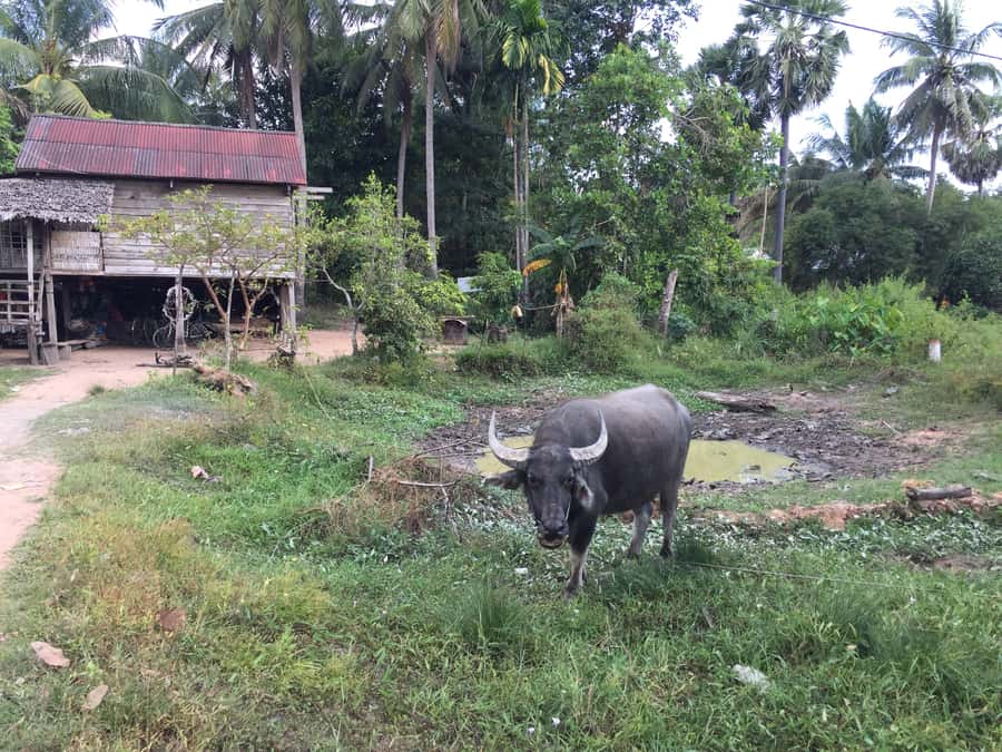 Siem Reap: 4-Day Angkor Wat and Beng Mealea Tour - Day 1: Beng Mealea jungle temple, Kampong Phluk floating village, and Phnom Bakheng sunset