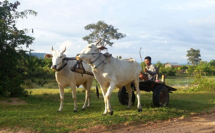 Siem Reap: 6-Hour Easy Rider Motorbike Tour - Price and value: is $62 fair for a half-day motorbike?
