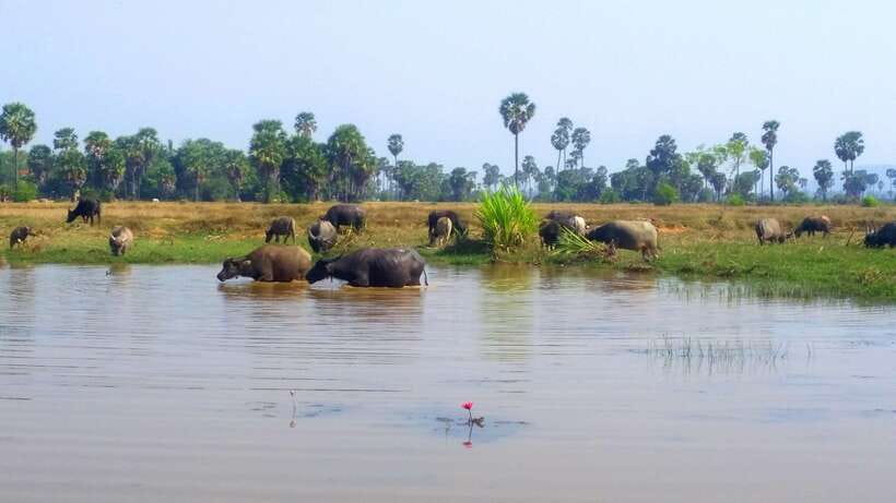 Siem Reap: 6-Hour Easy Rider Motorbike Tour - Market and Buddhist pagoda stops you can actually talk about