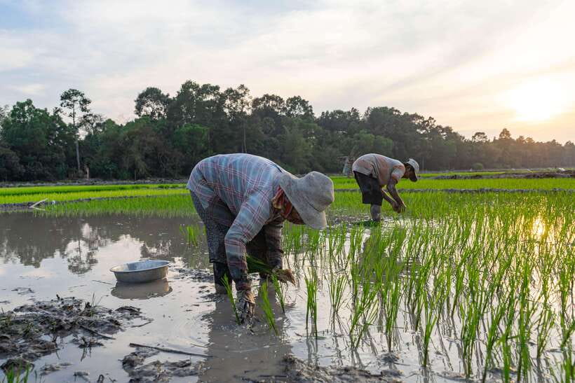 Siem Reap: Afternoon Cooking Class & Village Tour - Price And Value: Why $35 Can Make Sense Here