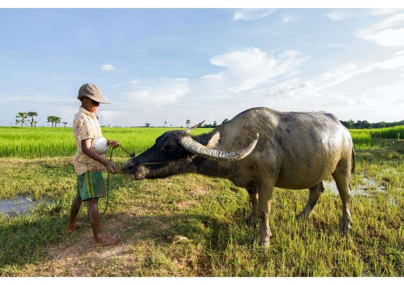 Siem Reap: Afternoon Cooking Class & Village Tour - Hotel Pickup And The Ride Through Rice Paddies And Temples