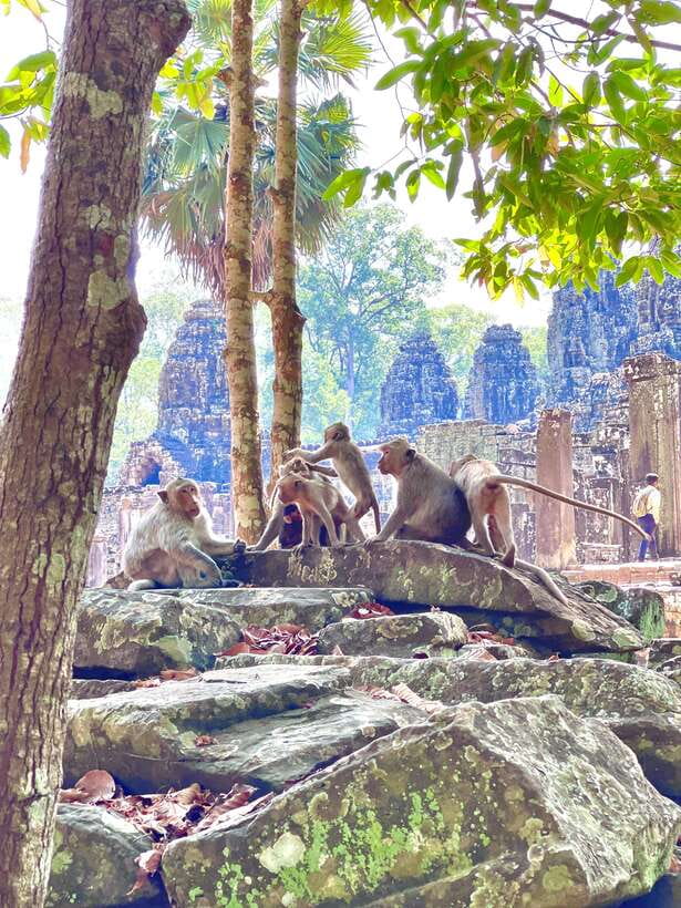 Siem Reap: Angkor Wat Private full Day Tour - Ta Prohm: why the jungle look still hits