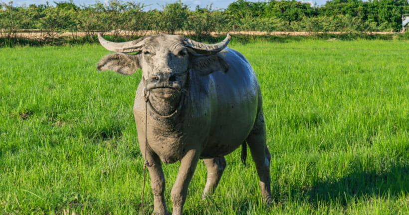 Siem Reap: Countryside Sunset Jeep Tour / SUV Available - Traditional Village Time: Rice Fields, Farms, and a Village Break