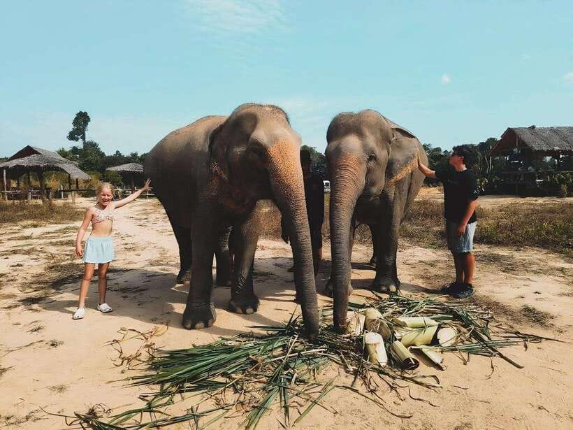 Siem Reap: Elephant Sanctuary Included Hotel Pickup Drop-off - What You’re Really Paying For: Value of $128 for a 4-Hour Block