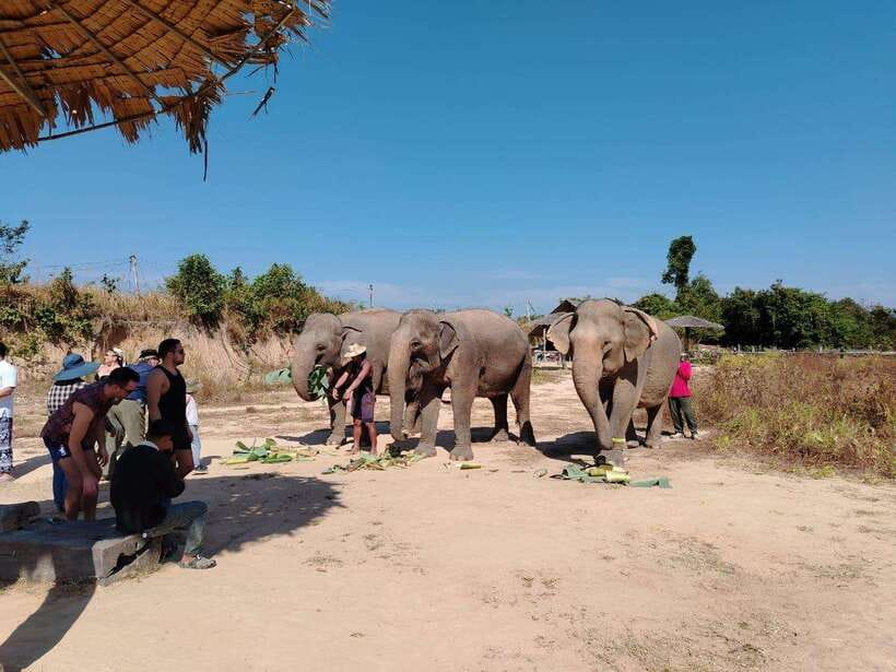 Siem Reap: Elephants & Apopo Rat Demining Private Trip - Should you book the Elephants and Apopo Rat Demining Private Trip?
