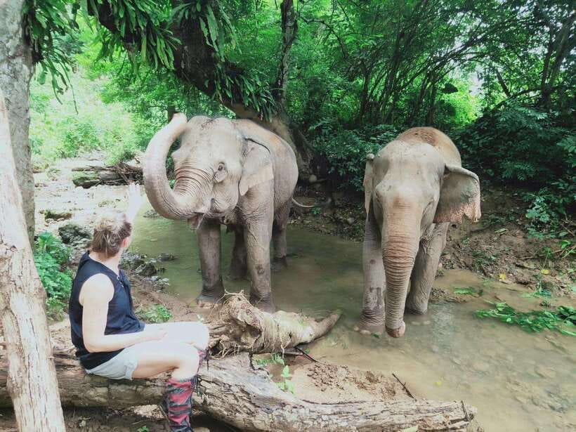 Siem Reap: Elephants & Apopo Rat Demining Private Trip - How the day runs: elephants then rats, or rats then elephants