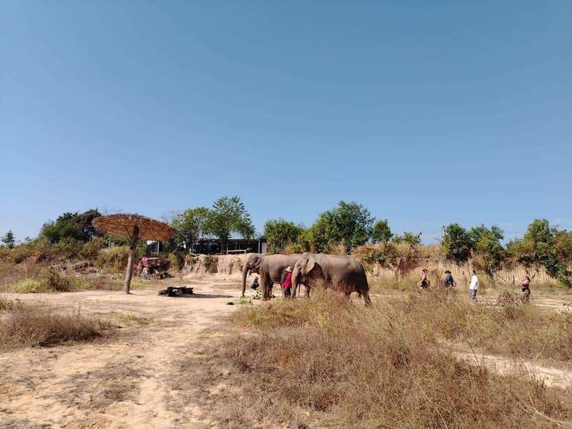 Siem Reap: Elephants & Apopo Rat Demining Private Trip - Elephant sanctuary: feeding, mud baths, and washing in the pond or river